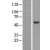 Western Blot: BAG4 Lysate [NBL1-07902] - Western Blot experiments. 
Left-Control; Right -Over-expression Lysate for BAG4